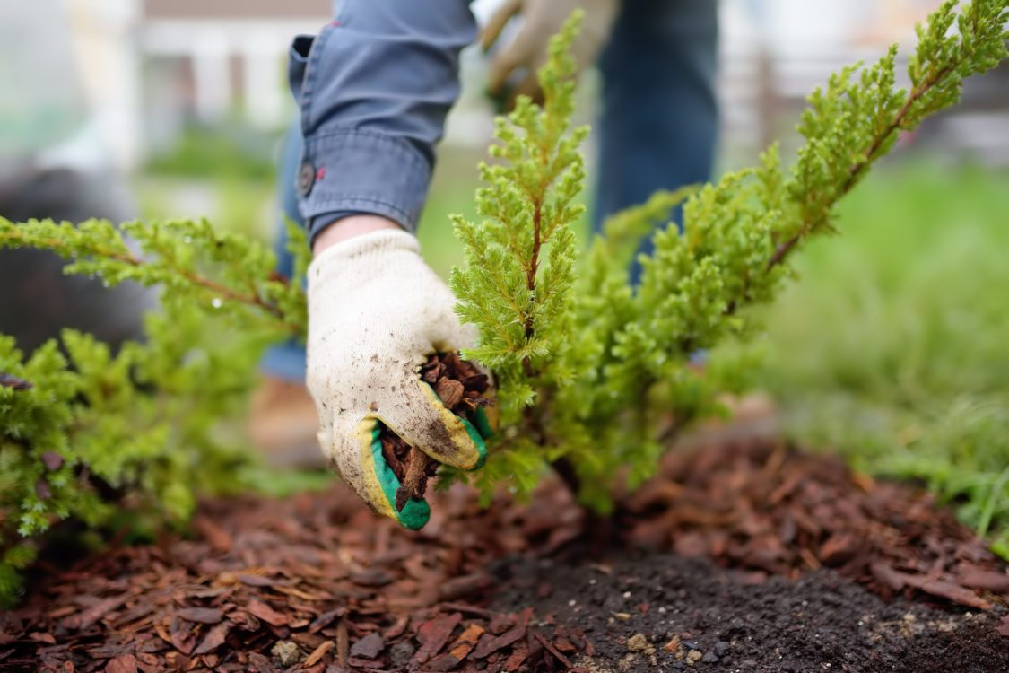 mulching